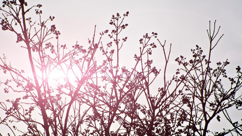 Lorem ipsum dolor sit amet, consectetur adipisicing elit